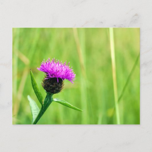 Carte Postale Knapweed (Devant)
