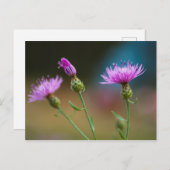 Carte Postale Knapweed, Michigan (Devant / Derrière)