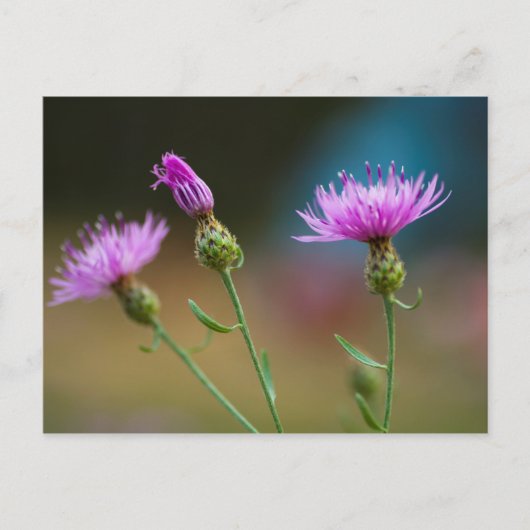 Carte Postale Knapweed, Michigan (Devant)