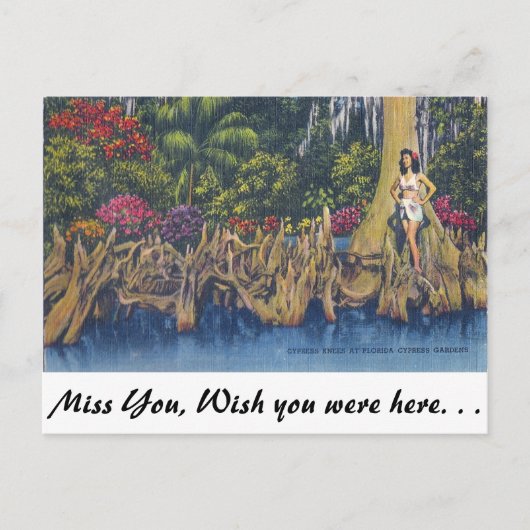 Carte Postale Knees Cypress (Devant)