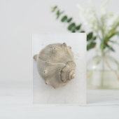 Carte Postale Knobbed Whelk Seashell Photography Postcard (Debout devant)