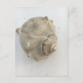 Carte Postale Knobbed Whelk Seashell Photography Postcard (Devant)