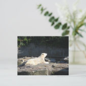 Carte Postale Knut the Polar Bear du zoo de Berlin Jigsaw Puz (Debout devant)