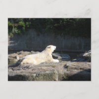Knut the Polar Bear du zoo de Berlin Jigsaw Puz