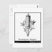 Carte Postale Knutmigrata Simplice. (Devant / Derrière)