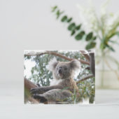 Carte postale Koala (Debout devant)