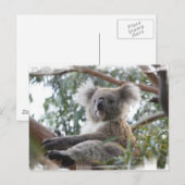 Carte postale Koala (Devant / Derrière)