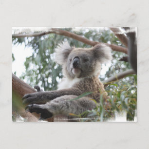Carte postale Koala