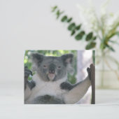 Carte Postale Koala (Debout devant)
