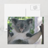 Carte Postale Koala (Devant / Derrière)