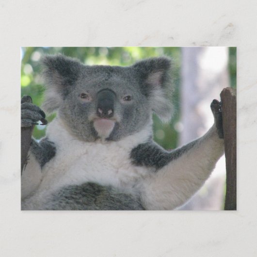 Carte Postale Koala (Devant)