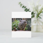 Carte Postale Koala (Debout devant)