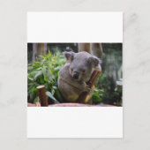 Carte Postale Koala (Devant)