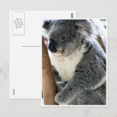 Carte Postale koala (Devant / Derrière)