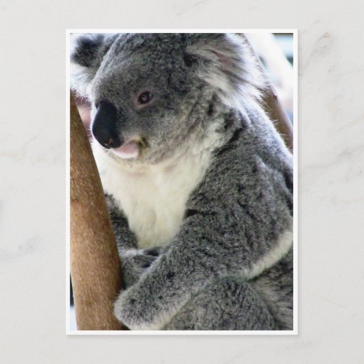 Carte Postale koala (Devant)