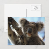 Carte Postale koala (Devant / Derrière)