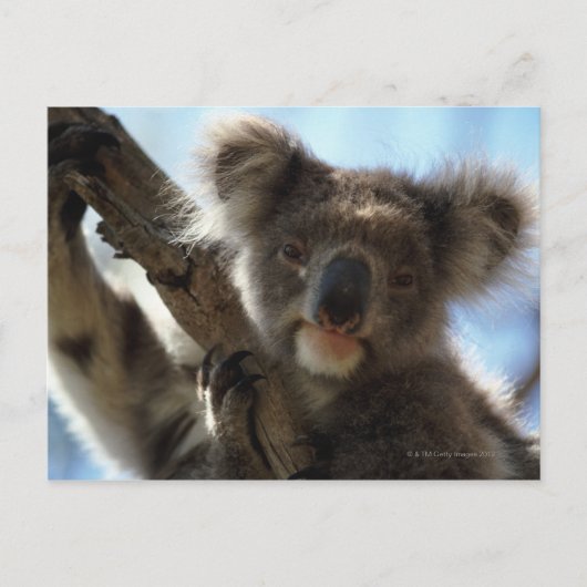 Carte Postale koala (Devant)