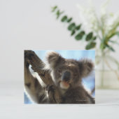 Carte Postale koala (Debout devant)