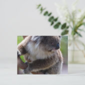 Carte Postale Koala (Debout devant)