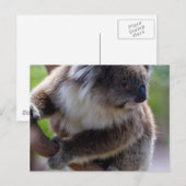 Carte Postale Koala (Devant / Derrière)