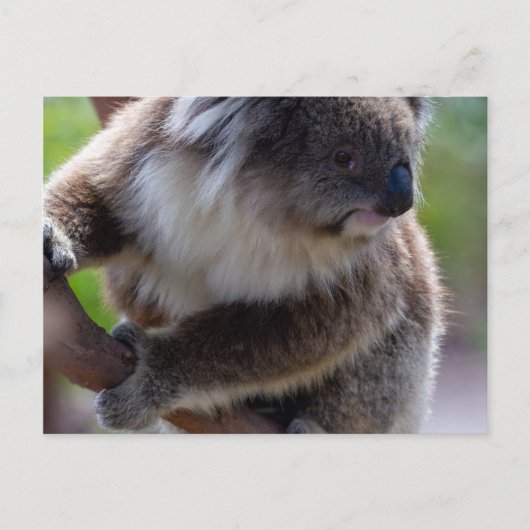 Carte Postale Koala (Devant)