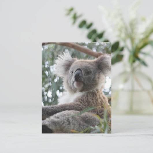 Carte postale Koala (Debout devant)