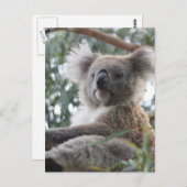 Carte postale Koala (Devant / Derrière)