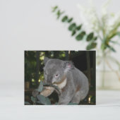 Carte postale Koala (Debout devant)