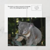 Carte postale Koala (Devant / Derrière)