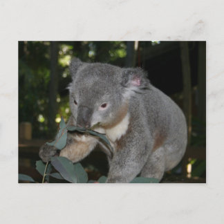 Carte postale Koala