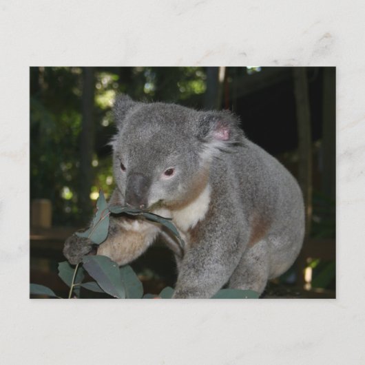 Carte postale Koala (Devant)