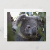 Carte Postale Koala (Devant / Derrière)