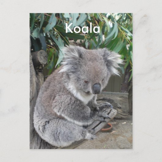 Carte Postale Koala (Devant)
