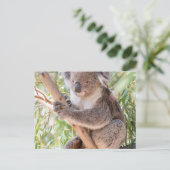 Carte Postale Koala (Debout devant)