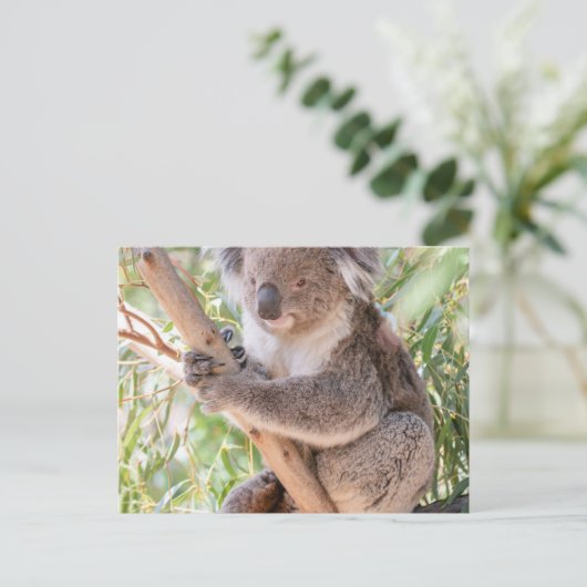 Carte Postale Koala (Debout devant)