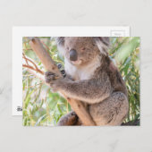 Carte Postale Koala (Devant / Derrière)