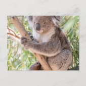 Carte Postale Koala (Devant)