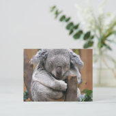 Carte Postale Koala (Debout devant)