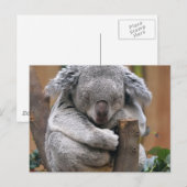 Carte Postale Koala (Devant / Derrière)