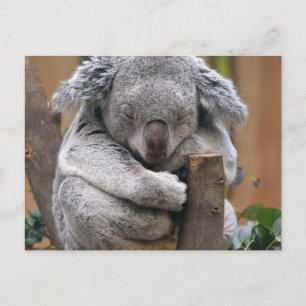 Carte Postale Koala
