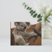 Carte Postale Koala (Debout devant)