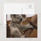 Carte Postale Koala (Devant / Derrière)