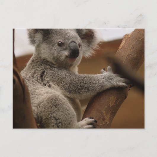 Carte Postale Koala (Devant)
