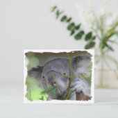 Carte postale Koala (Debout devant)