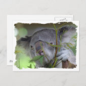 Carte postale Koala (Devant / Derrière)
