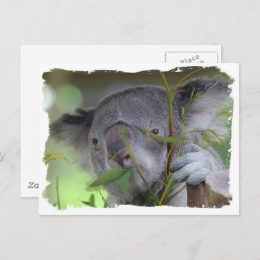 Carte postale Koala (Devant / Derrière)