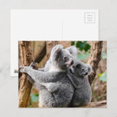 Carte Postale Koala (Devant / Derrière)