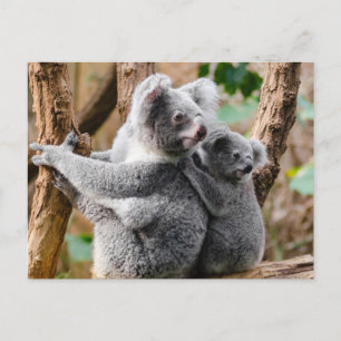 Carte Postale Koala
