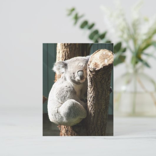 Carte postale Koala (Debout devant)