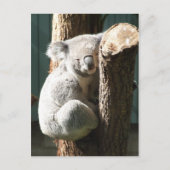 Carte postale Koala (Devant)